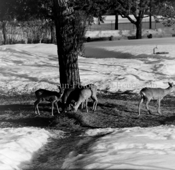 Album «Wild» Nr. 1, Serie: Rehe Brentsch