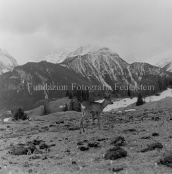 Album «Wild» Nr. 1, Serie: Rehe Brentsch