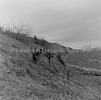 Album «Wild» Nr. 1, Serie: Rehe 