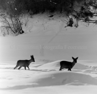 Album «Wild» Nr. 1, Serie: Rehe 