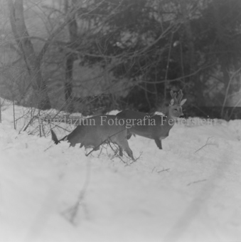 Album «Wild» Nr. 1, Serie: Rehe 