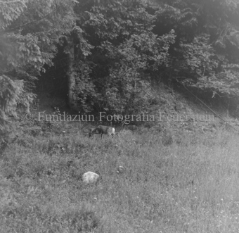 Album «Wild» Nr. 1, Serie: Rehe 