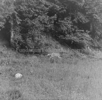 Album «Wild» Nr. 1, Serie: Rehe 