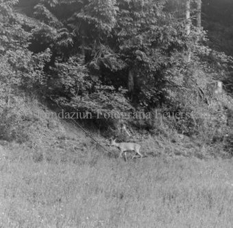 Album «Wild» Nr. 1, Serie: Rehe 