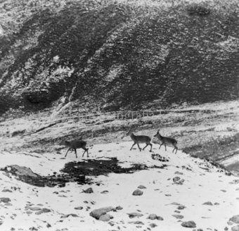 Album «Wild» Nr. 1, Serie: Rehe 