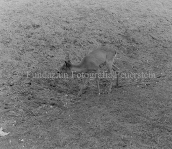 Album «Wild» Nr. 1, Serie: Rehe 