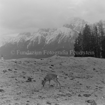 Album «Wild» Nr. 1, Serie: Rehe 