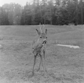 Album «Wild» Nr. 1, Serie: Rehe 