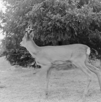 Album «Wild» Nr. 1, Serie: Rehe 