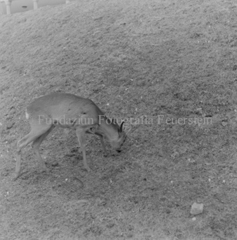 Album «Wild» Nr. 1, Serie: Rehe 