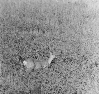 Album «Wild» Nr. 1, Serie: Rehe 