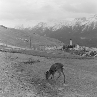 Album «Wild» Nr. 1, Serie: Rehe 