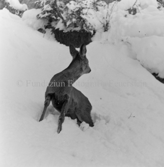 Album «Wild» Nr. 1, Serie: Rehe 