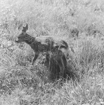 Album «Wild» Nr. 1, Serie: Rehe 