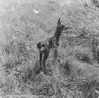 Album «Wild» Nr. 1, Serie: Rehkitz