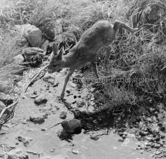 Album «Wild» Nr. 1, Serie: Rehkitz