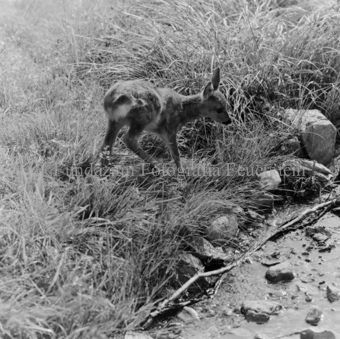 Album «Wild» Nr. 1, Serie: Rehkitz