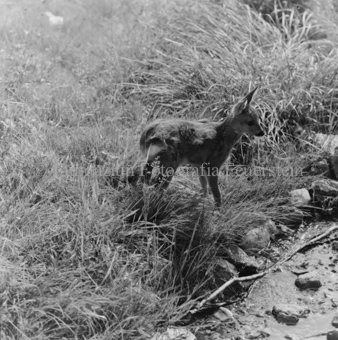 Album «Wild» Nr. 1, Serie: Rehkitz