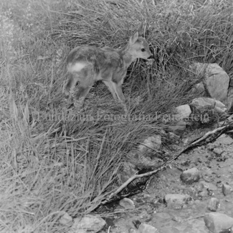 Album «Wild» Nr. 1, Serie: Rehkitz