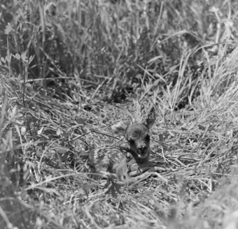 Album «Wild» Nr. 1, Serie: Rehkitz