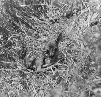 Album «Wild» Nr. 1, Serie: Rehkitz