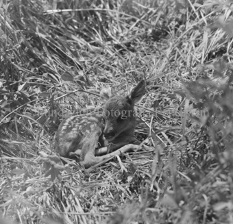 Album «Wild» Nr. 1, Serie: Rehkitz