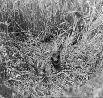 Album «Wild» Nr. 1, Serie: Rehkitz