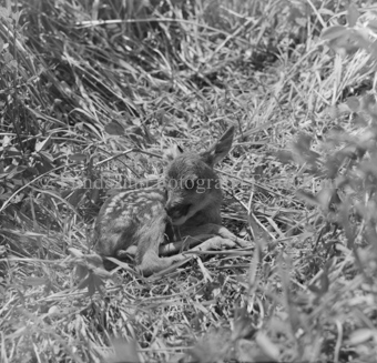 Album «Wild» Nr. 1, Serie: Rehkitz