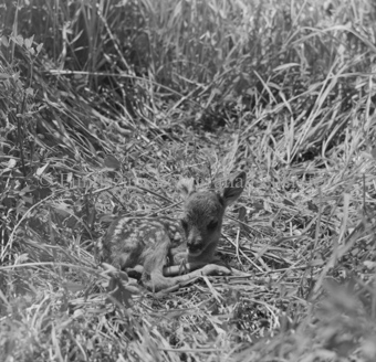 Album «Wild» Nr. 1, Serie: Rehkitz