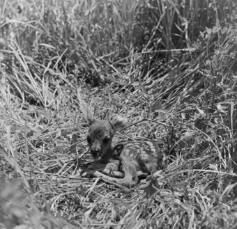 Album «Wild» Nr. 1, Serie: Rehkitz