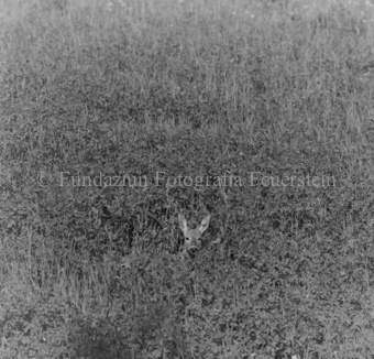 Album «Wild» Nr. 1, Serie: Rehkitz