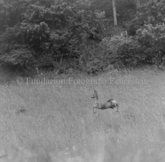 Album «Wild» Nr. 1, Serie: Rehkitz