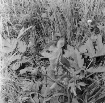 Album «Wild» Nr. 1, Serie: Rehkitz