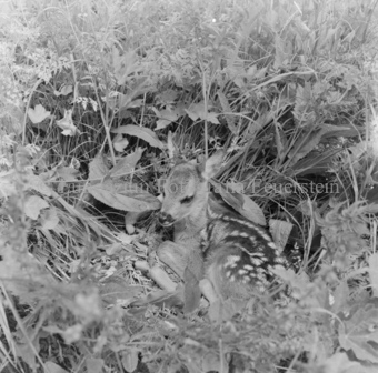 Album «Wild» Nr. 1, Serie: Rehkitz