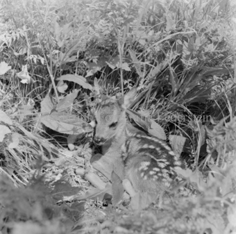 Album «Wild» Nr. 1, Serie: Rehkitz