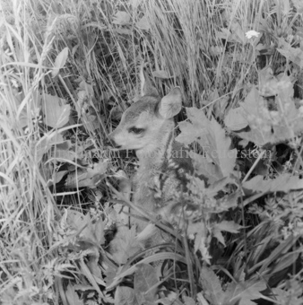 Album «Wild» Nr. 1, Serie: Rehkitz