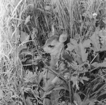 Album «Wild» Nr. 1, Serie: Rehkitz