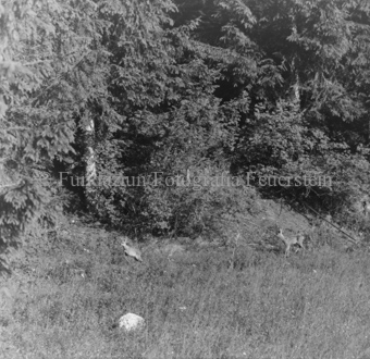 Album «Wild» Nr. 1, Serie: Rehgeis mit 2 Kitz