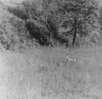 Album «Wild» Nr. 1, Serie: Rehgeis mit 2 Kitz