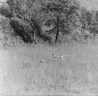 Album «Wild» Nr. 1, Serie: Rehgeis mit 2 Kitz