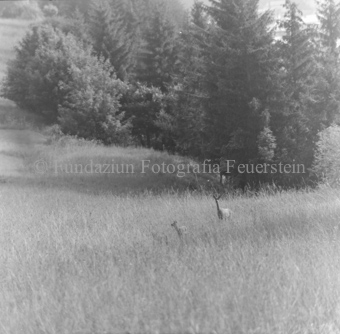 Album «Wild» Nr. 1, Serie: Rehgeis mit 2 Kitz