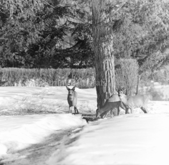 Album «Wild» Nr. 1, Serie: Rehe 