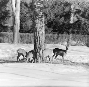 Album «Wild» Nr. 1, Serie: Rehe 