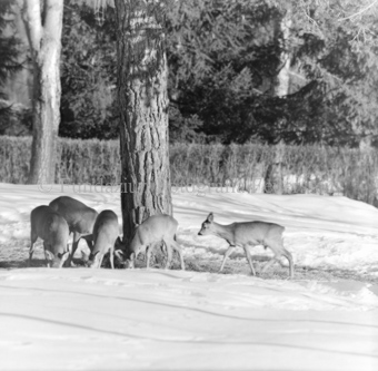 Album «Wild» Nr. 1, Serie: Rehe 