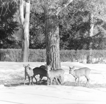 Album «Wild» Nr. 1, Serie: Rehe 