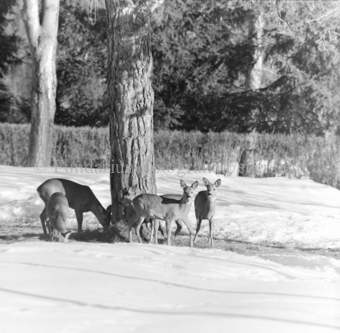 Album «Wild» Nr. 1, Serie: Rehe 