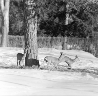 Rehe vor Baum im Winter 