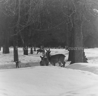 Rehe vor Baum im Winter 