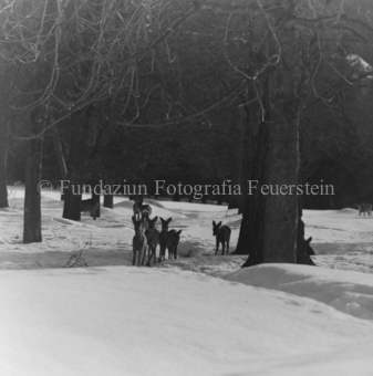 Rehe vor Baum im Winter 