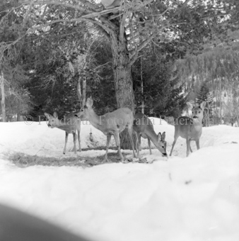 Rehe vor Baum im Winter 